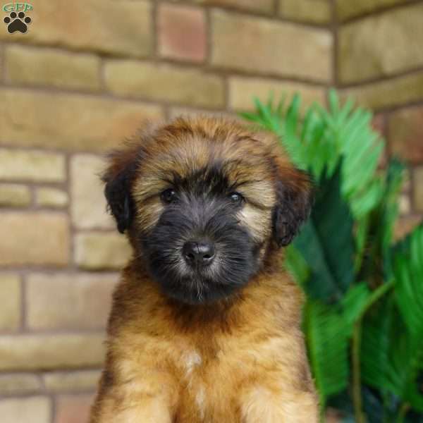 Oakley, Soft Coated Wheaten Terrier Puppy